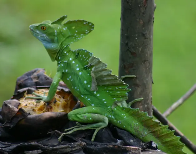 Un reptil verde en una rama