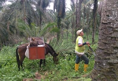 Cuatro maneras de obtener el máximo rendimiento del aceite de palma en América Latina y el Caribe